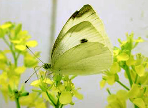 Brassica Butterfly