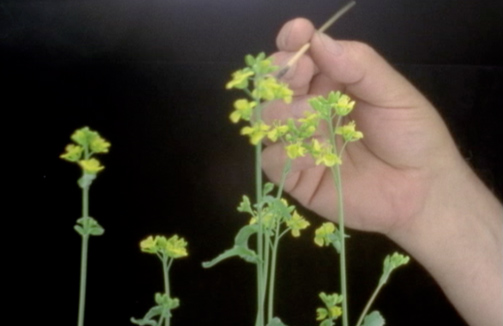Pollination