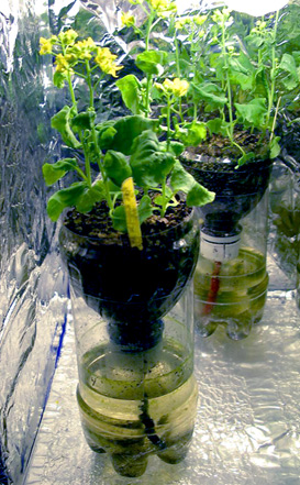 Wisconsin Fast(R) Plants bottle biology growing system.