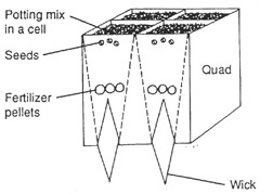 Quads