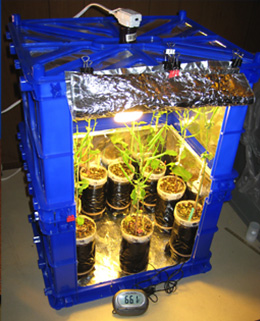 Plants Light