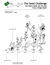 Seed Challenge