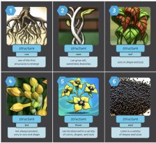 SCREENSHOT OF STRUCTURE CARDS
